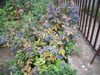 Mahonia aquifolium termssel