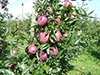 Jeromine, a Red Delicious fajtakrből