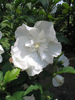 White Chiffon oltvny virga