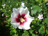 Hibiscus syriacus Hamabo