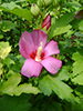 Sanchango Purple