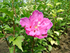 Sanchango Purple Rubis