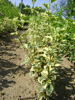 Hibiscus syriacus Purpureus Variegatus