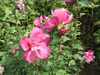 Waltraud Hibiscus